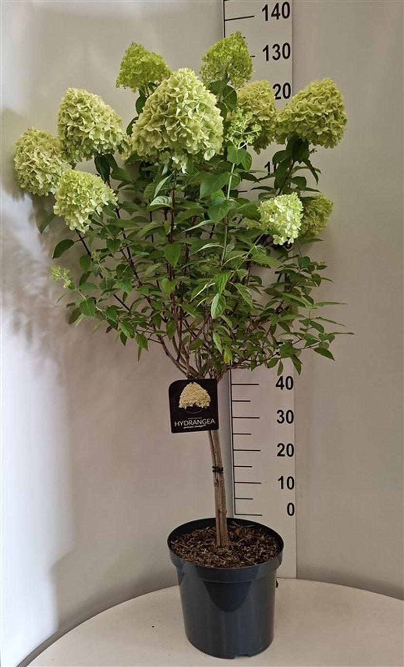 Hydrangea pan. 'Limelight' - 60 CM Stem C10